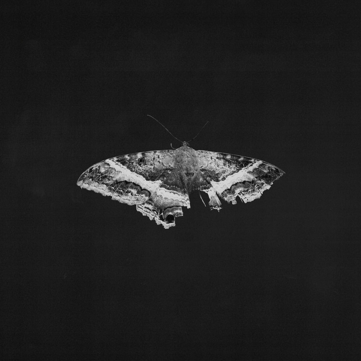 To Pimp A Butterfly (2 LP 10 Year Anniversary- Alternate Artwork (Black marble Vinyl) | Mint (M) Mint (M)